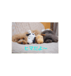 トイプードルの柚子と杏子♡（個別スタンプ：26）