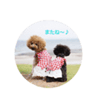 トイプードルの柚子と杏子♡（個別スタンプ：27）