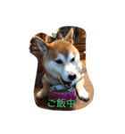 太郎のスタンプです（個別スタンプ：6）