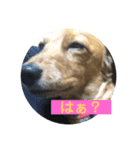ちゃぁぼう（個別スタンプ：1）