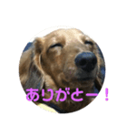 ちゃぁぼう（個別スタンプ：7）