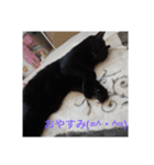 チョコの部屋（個別スタンプ：1）