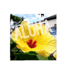 Holiday in hawaii（個別スタンプ：1）