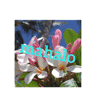Holiday in hawaii（個別スタンプ：2）