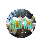 Holiday in hawaii（個別スタンプ：12）