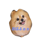 あゆちゃこ（個別スタンプ：1）