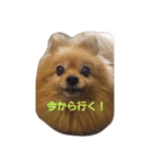 あゆちゃこ（個別スタンプ：8）
