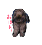 マロ会話（個別スタンプ：1）