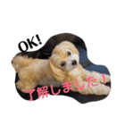 マルプー見参⁉️（個別スタンプ：7）