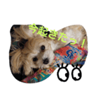 マルプー見参⁉️（個別スタンプ：13）