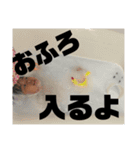 ちなつは怪獣（個別スタンプ：12）