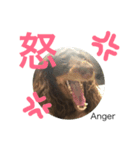 ショコラのつぶやき 漢字⇆英語 Ver.1（個別スタンプ：3）