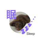 ショコラのつぶやき 漢字⇆英語 Ver.1（個別スタンプ：5）