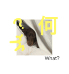 ショコラのつぶやき 漢字⇆英語 Ver.1（個別スタンプ：6）