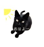 ちゃちゃfamily（個別スタンプ：1）