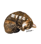 ちゃちゃfamily（個別スタンプ：3）