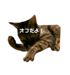 ちゃちゃfamily（個別スタンプ：7）