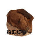 我が家の愛犬、はっち（個別スタンプ：1）