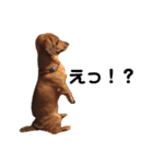 我が家の愛犬、はっち（個別スタンプ：2）