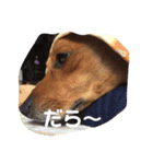 我が家の愛犬、はっち（個別スタンプ：3）