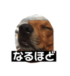 我が家の愛犬、はっち（個別スタンプ：6）