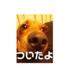 我が家の愛犬、はっち（個別スタンプ：7）