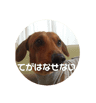 我が家の愛犬、はっち（個別スタンプ：9）