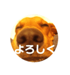 我が家の愛犬、はっち（個別スタンプ：10）