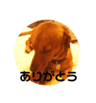 我が家の愛犬、はっち（個別スタンプ：11）