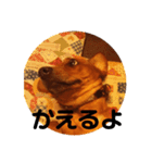 我が家の愛犬、はっち（個別スタンプ：13）