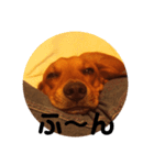 我が家の愛犬、はっち（個別スタンプ：14）