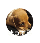 我が家の愛犬、はっち（個別スタンプ：15）