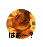 我が家の愛犬、はっち（個別スタンプ：16）