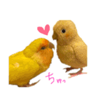 インコのからあげスタンプ（個別スタンプ：1）