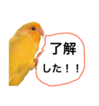 インコのからあげスタンプ（個別スタンプ：2）