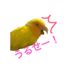 インコのからあげスタンプ（個別スタンプ：3）