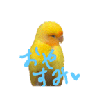 インコのからあげスタンプ（個別スタンプ：4）