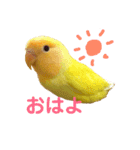 インコのからあげスタンプ（個別スタンプ：6）