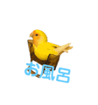 インコのからあげスタンプ（個別スタンプ：8）