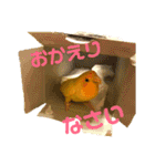 インコのからあげスタンプ（個別スタンプ：11）