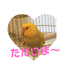インコのからあげスタンプ（個別スタンプ：12）