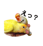 インコのからあげスタンプ（個別スタンプ：14）