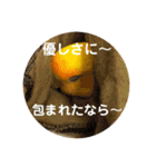 インコのからあげスタンプ（個別スタンプ：16）