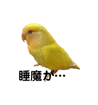 インコのからあげスタンプ（個別スタンプ：17）