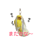 インコのからあげスタンプ（個別スタンプ：18）