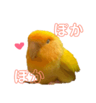 インコのからあげスタンプ（個別スタンプ：20）