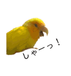 インコのからあげスタンプ（個別スタンプ：21）