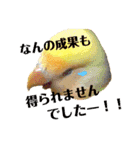 インコのからあげスタンプ（個別スタンプ：22）