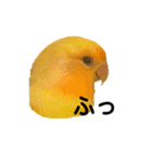 インコのからあげスタンプ（個別スタンプ：23）