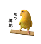 インコのからあげスタンプ（個別スタンプ：24）
